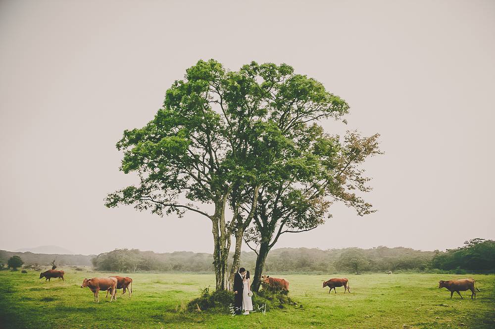 Korea Prewedding in Jeju Forest by Yool K Snap