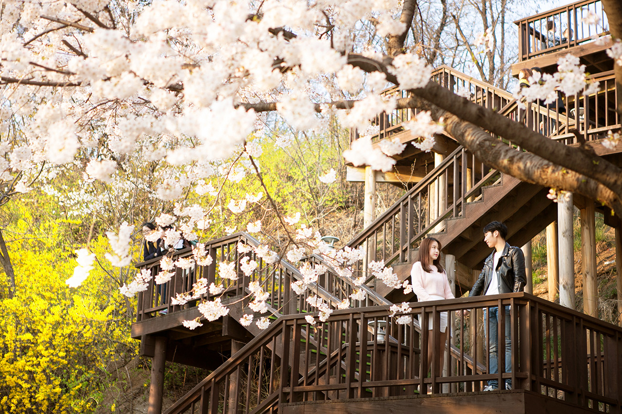 Cherry Blossoms at Korea Dream Forest