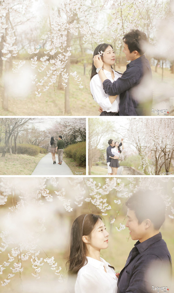 Korea Cherry Blossoms Seonyundo Park Skydal Photography OneThreeOneFour