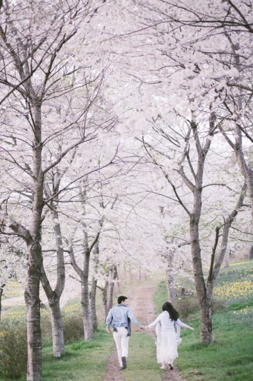 cherry blossoms in Japan hughs hue onethreeonefour 02