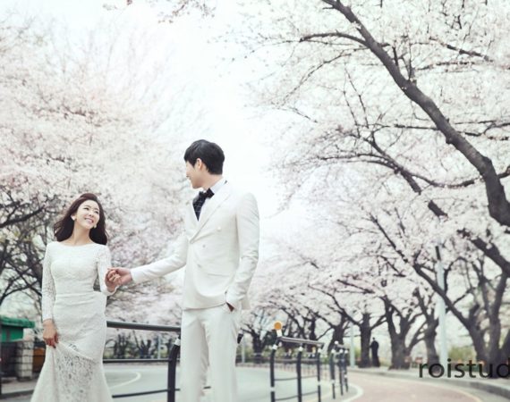 cherry blossoms korea roi studio onethreeonefour