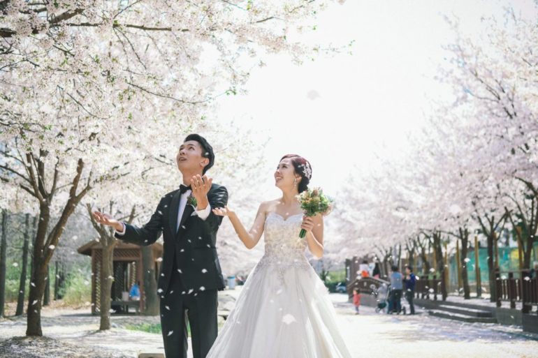 korea wedding photoshoot cherry blossom