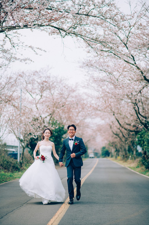 Jeju island pre-wedding photo cherry blossom spring wedding photo