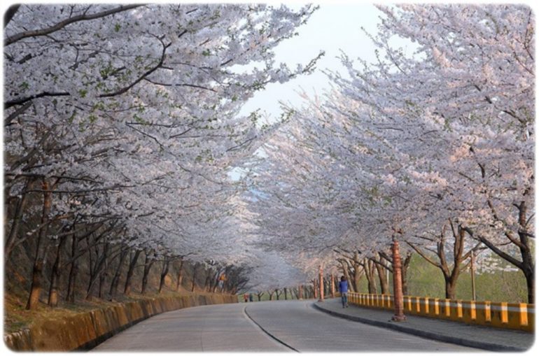 2018 Korea Cherry Blossom Forecast When To Visit Blog - 