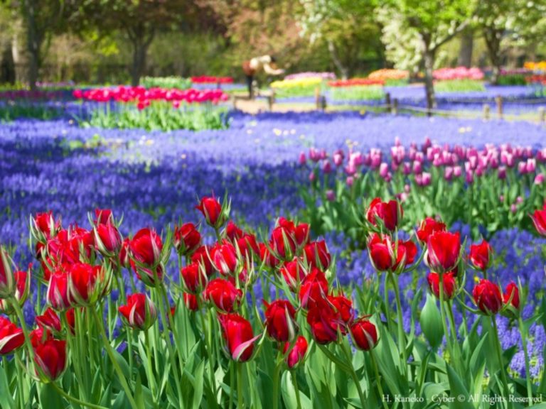 Ultimate Guide To The 8 Flower Fields You Need To Visit In Hokkaido ...