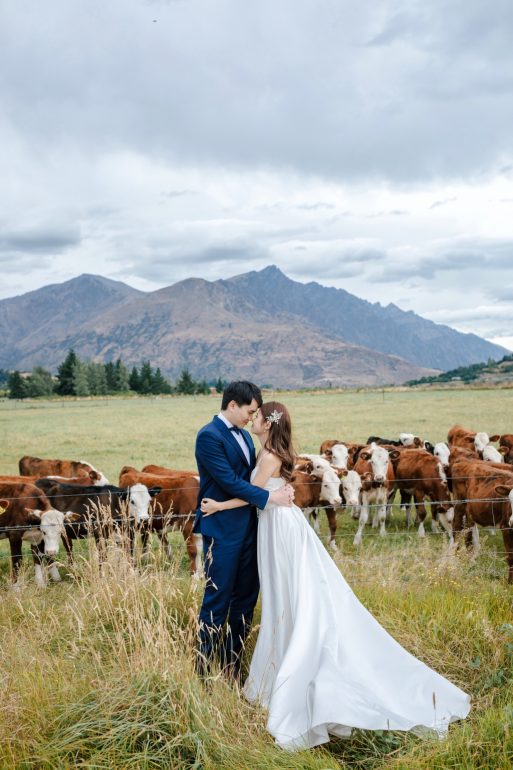 wedding photography new zealand cows on grassland
