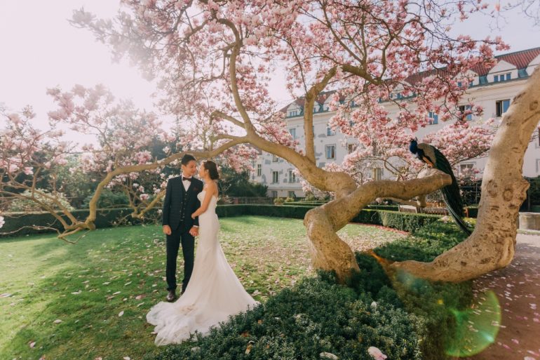 wedding photography prague cherry blossom peacock