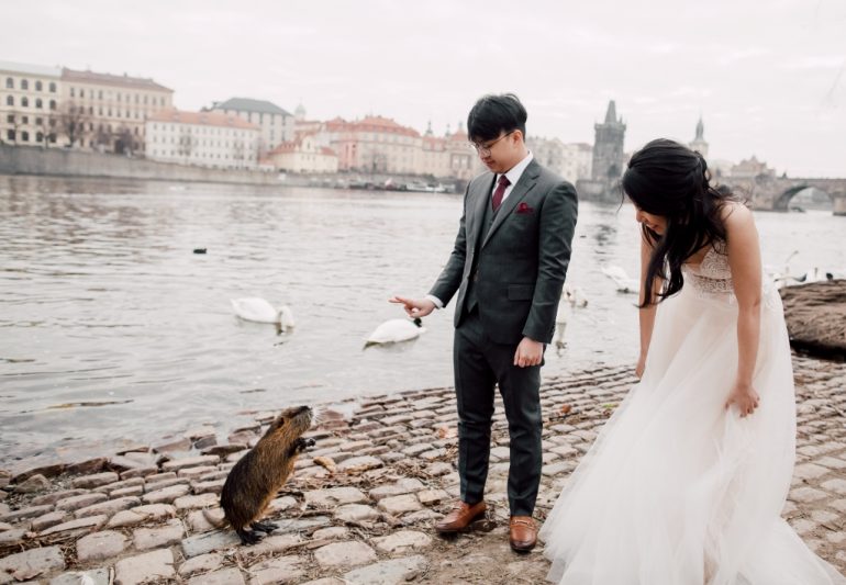 wedding photography prague river vltava swans
