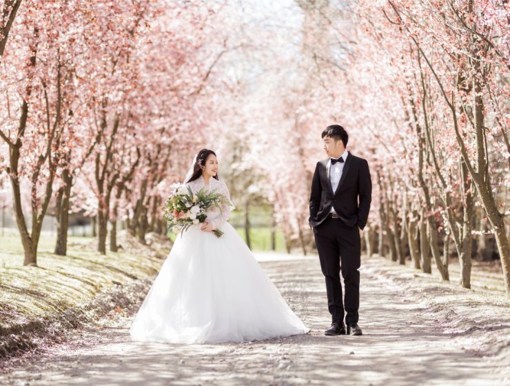 wedding couple between rows of cherry blossom trees in New Zealand