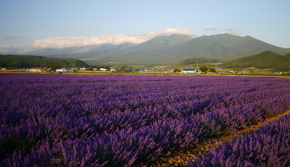 Lavender East