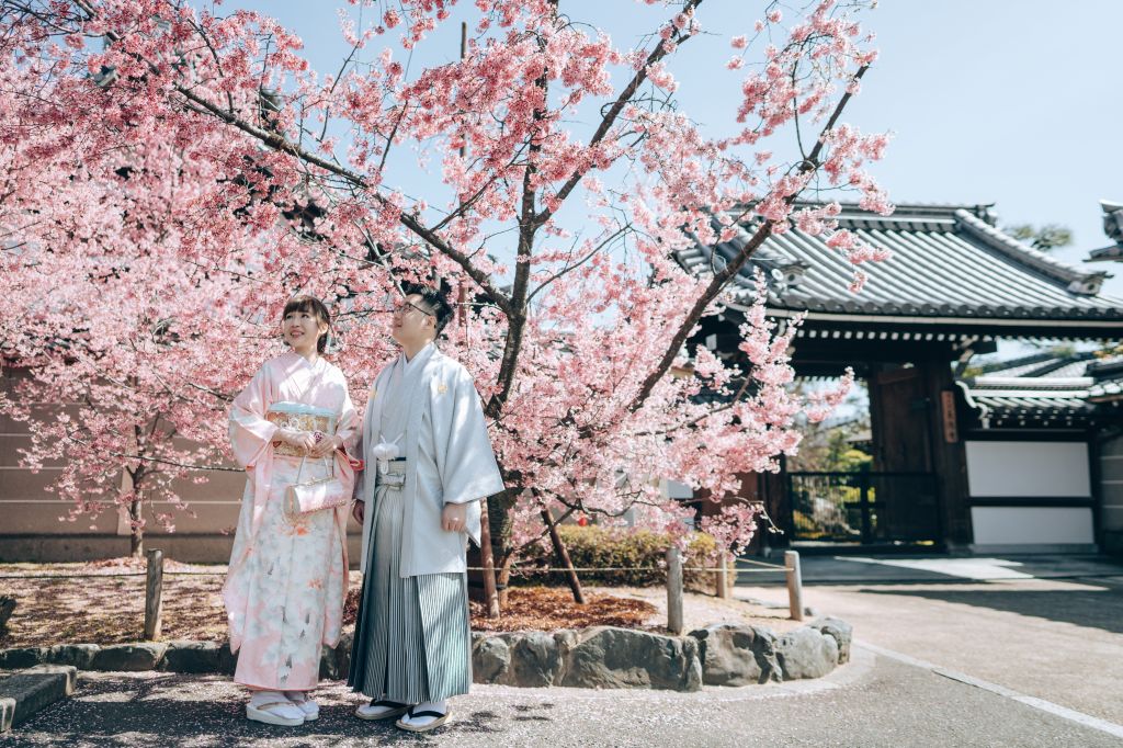 kyoto wedding photoshoot cherry blossoms kimono