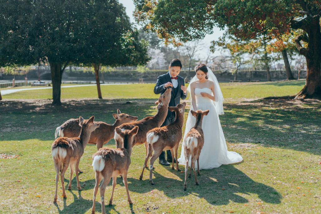 wedding photoshoot nara deer park
