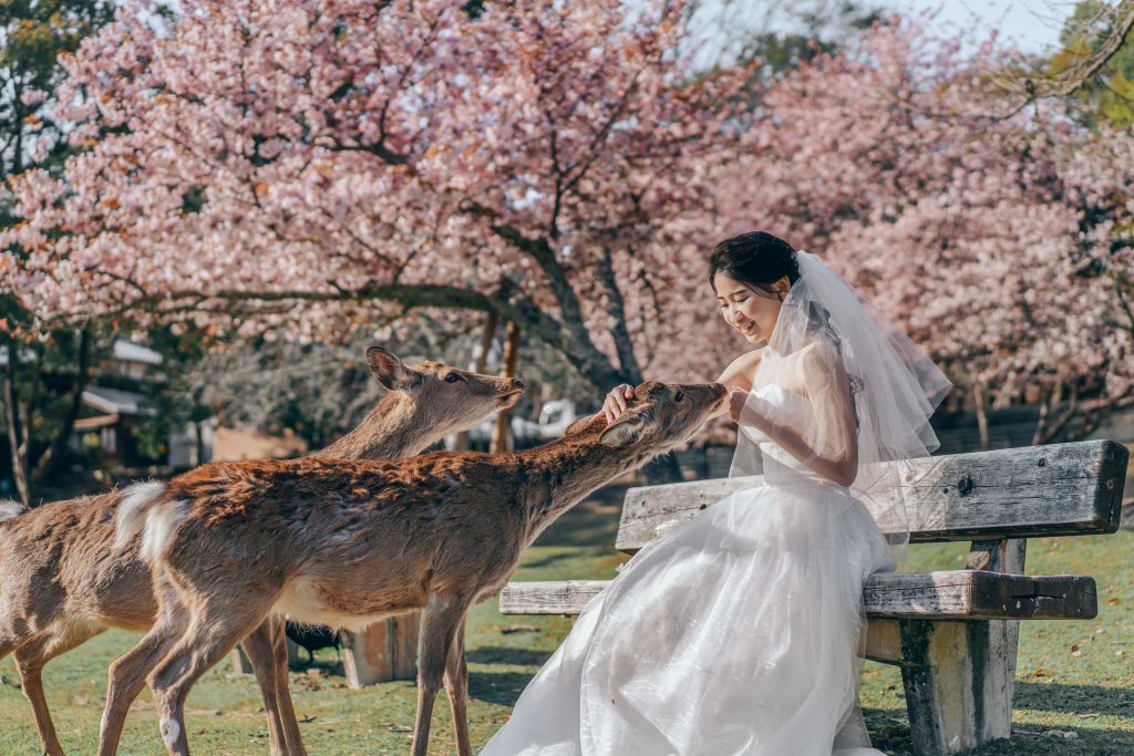wedding photoshoot nara deer park