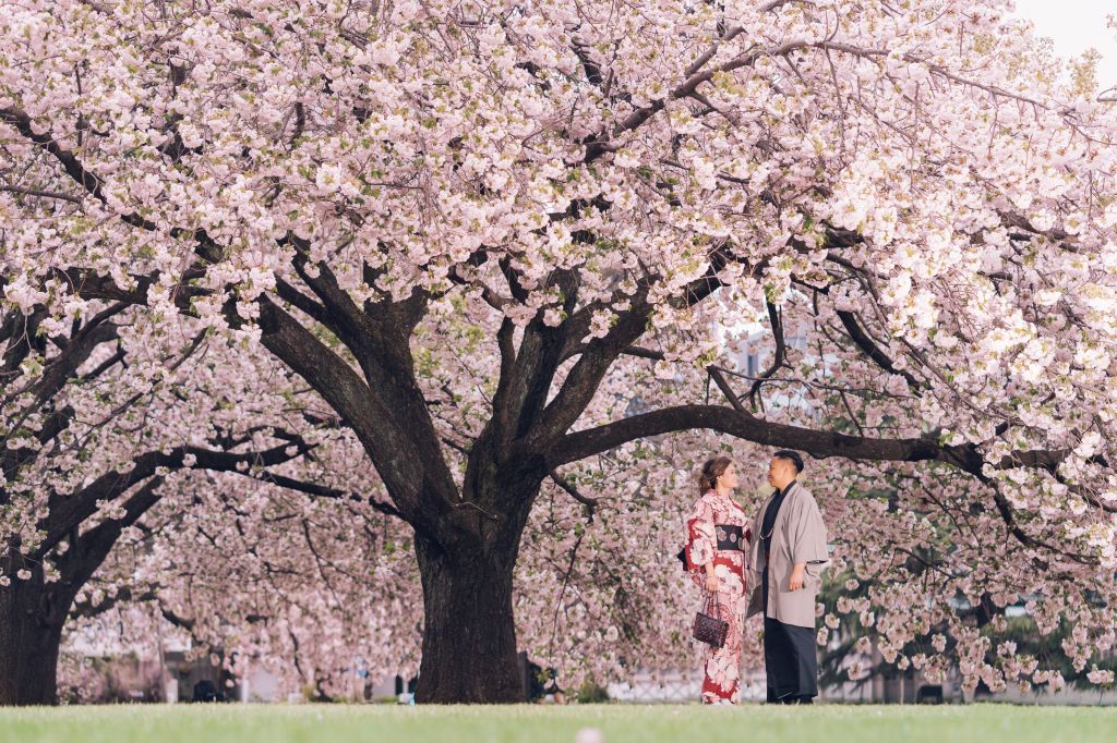 tokyo kimono wedding photoshoot shinjuku gyoen cherry blossoms