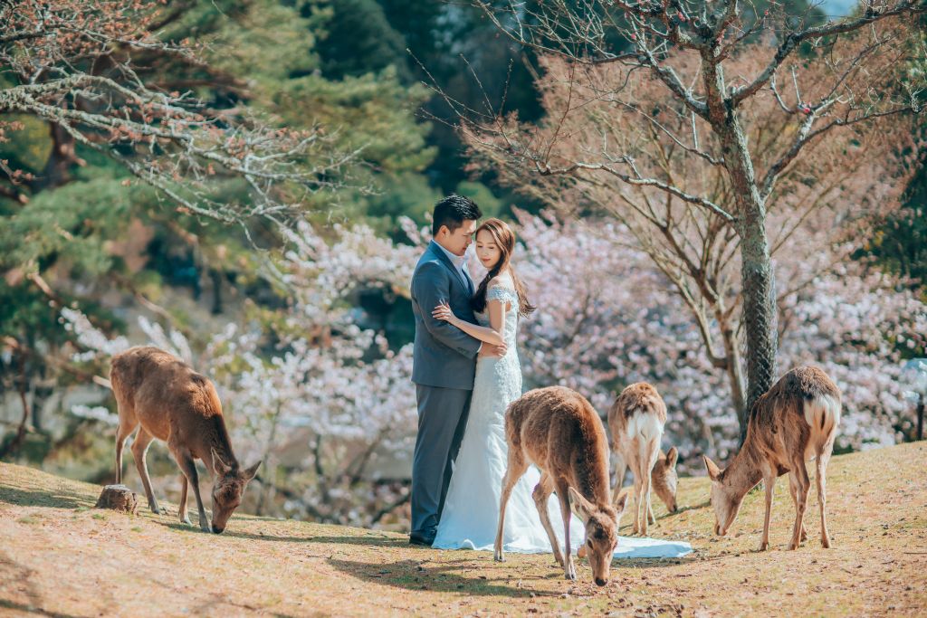 wedding photoshoot nara deer park