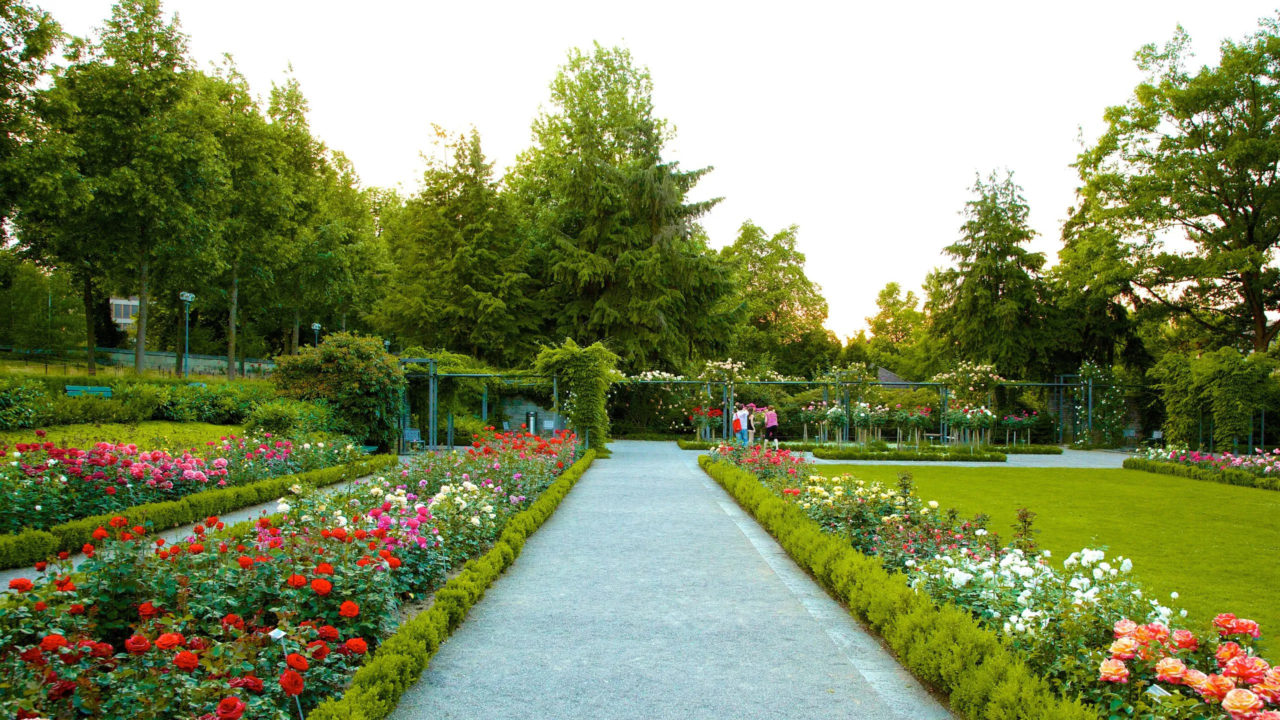 Rose Garden in Bern, Switzerland