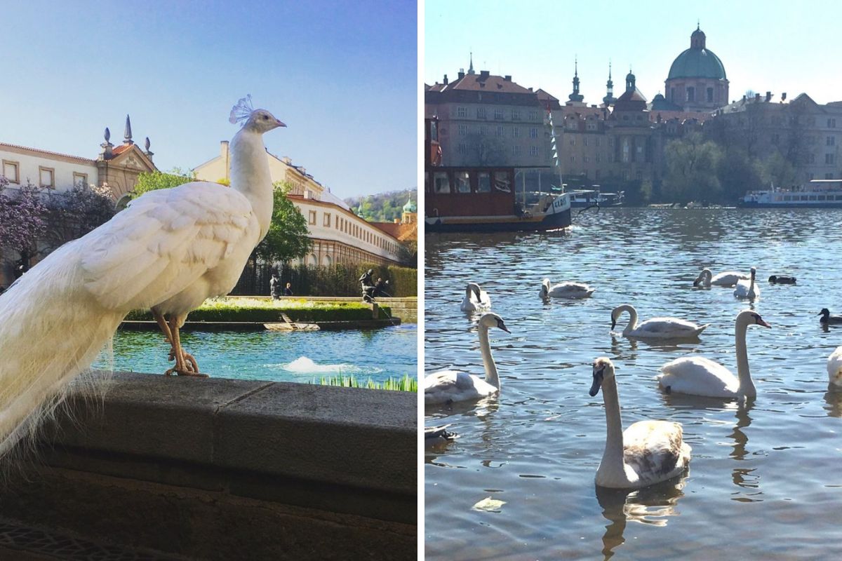 White peacock and swans gracefully swimming in calm water