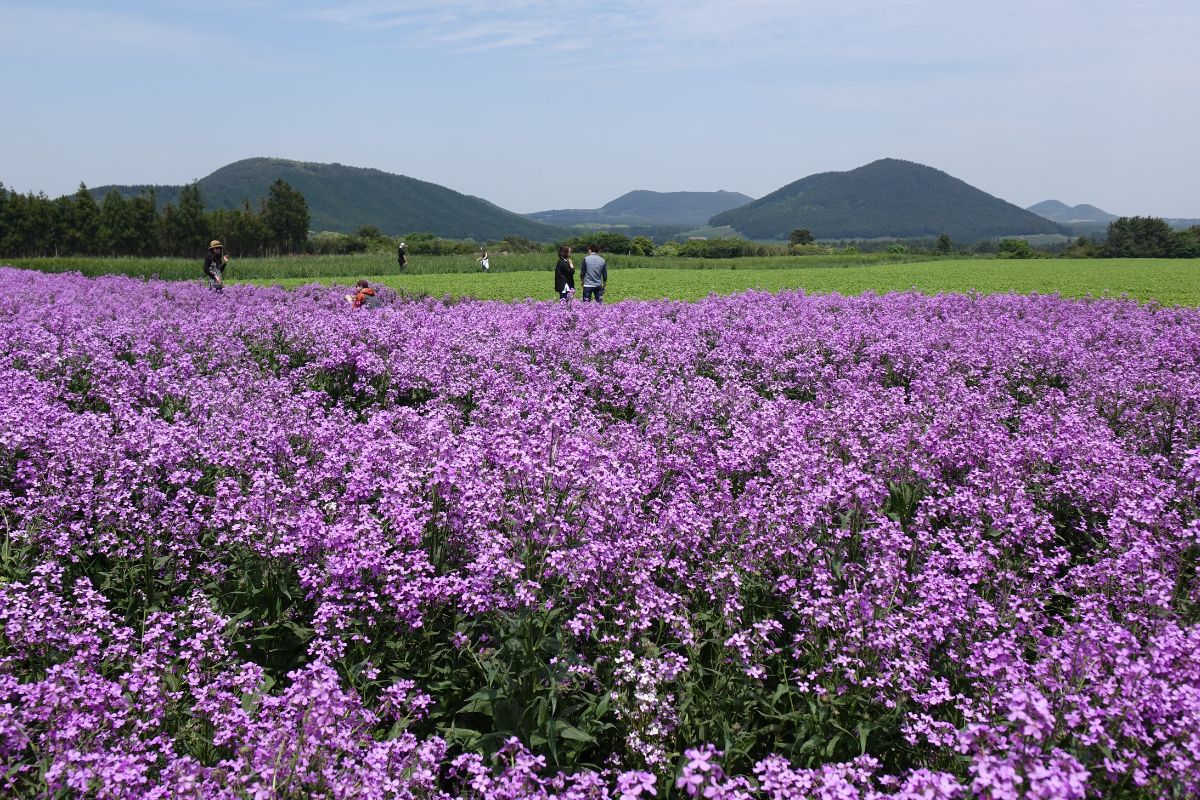Flower field in Boromwat, Jeju Island