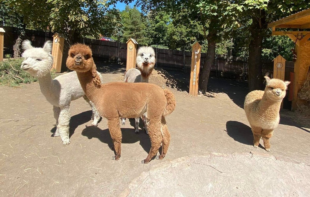 Alpaca farm