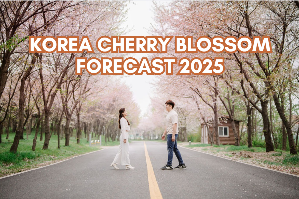 Korea Cherry Blossom Forecast Dates 2025: When and Where to Go 