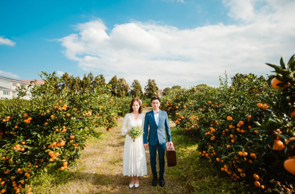 Couple having pre-wedding photoshoot at tangerine farm in Jeju Island, Korea