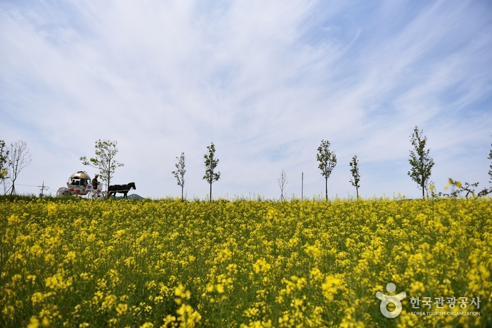 Canola flower field in Borinara Hagwon Farm